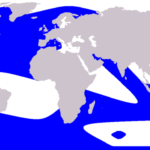 800px-Cetacea_range_map_Orca