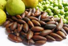 Começa hoje Simpósio Internacional Biodiversidade para Alimentação e Nutrição