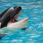loro-park-858066_1920