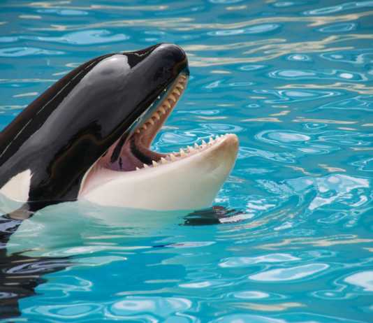 Orcas: Beleza e sociabilidade confundidas com violência