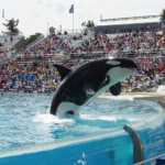 orca-523067_1280