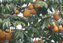 Jaracatiá, a fruta brasileira por excelência que quase foi extinta da mata atlântica