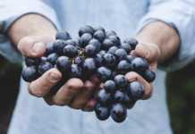 Insetos ajudam reprodução de Açaí na Amazônia