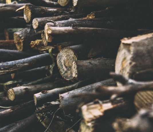 Origem de grande parte da Madeira brasileira exportada é ilegal toras de madeira, árvores desmatadas, desmatamento