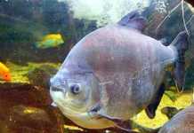 Banco genético de peixes tambaqui e Pirarucu