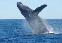 Lixo plástico ameaça grandes espécies marinhas