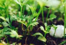 Microquimica é a 1ª empresa brasileira a ter registro de biofertilizante