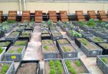 Shopping de Manaus implanta horta no teto