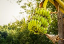 Banana é tema de congresso em Santa Catarina