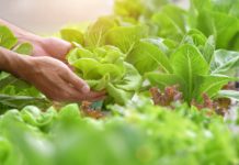 Alimentação e agricultura urbana agroecologia organicos