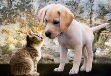 PetVegan expande seu alcance e cativa consumidores conscientes