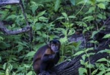 Conheça espécies de macacos só encontrados na Amazônia