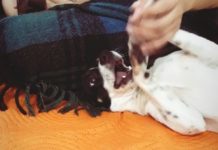 Cachorrinha procura novo lar