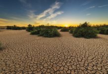 Desertificação ameaça estados do Nordeste