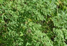 Moringa Mais Vida evidencia benefícios da moringa oleifera