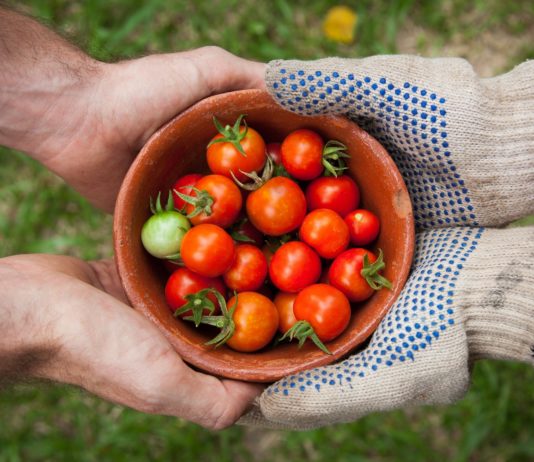 Aplicativo ajuda produtor na rastreabilidade vegetal