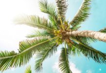 Tecnologia digital ajuda a produzir água de coco sustentável
