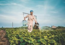 Deputados de Piracicaba criam Dia da Agroecologia agricultora cuidando da sua produção plantação