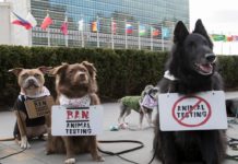 The Body Shop apresenta petição com mais de 8 milhões de assinaturas na ONU