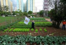 ONG transforma terrenos abandonados em hortas orgânicas