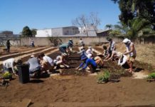 Jovem cria projeto de hortas orgânicas para instituições públicas