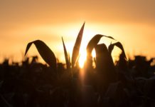 Agricultura 4.0 será o foco do 6º AgTech Day