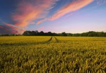 Brasil reduz emissão de CO2 com agropecuária sustentável