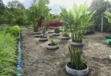 Aula ecológica: Alunos cultivam agroecológicos no Amapá