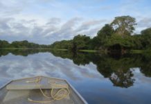 Dia do Meio Ambiente – ONG registra bons resultados na Amazônia Legal