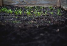 São Paulo transforma restos de alimentos em adubo plantação, adubo, solo, terra, horta, cultivo, agricultura