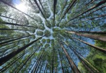 Observatório do Clima lança plataforma contra desinformação ambiental florestas