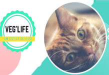 Festival “Consulado Vegano” estreia em São Paulo nesta sexta