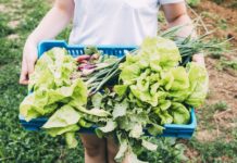 Pesquisa mostra que consumidor não conhece marcas de orgânicos, mas consumo cresce agricultor segura cesta de produtos orgânicos