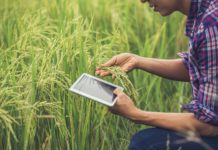 Tecnologia e sustentabilidade transformam a indústria alimentícia Produtor no campo de arroz com um tablet