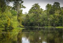 Hoje é Dia do Pantanal e pouco a comemorar
