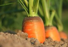 Vídeo: o poder da natureza para alimentar o mundo cenoura