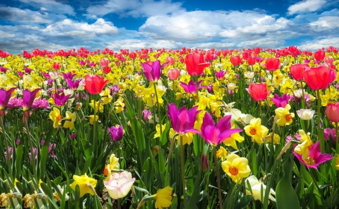 spring-awakening-1197602_1280