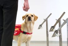 Cães estão aprendendo a farejar o Covid-19 e melhorando o dia de profissionais da saúde