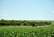 Ministério da Agricultura registra 13 defensivos biológicos agroecologia