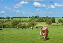 Korin lança insumos biológicos para produção animal