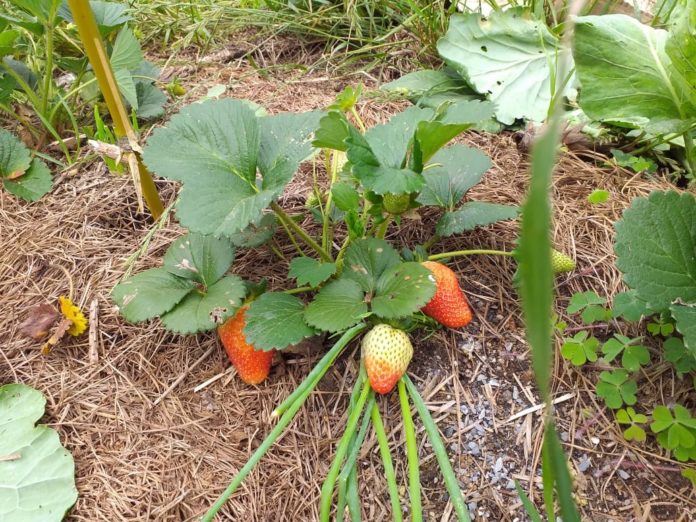 plantacao-com-agroatoxico