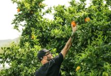 Curso gratuito sobre desafios e oportunidades do agronegócio no Brasil
