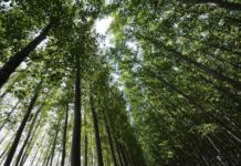 No Dia do Meio Ambiente, temos pouco a celebrar e muito o que honrar floresta - meio ambiente