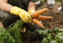Festival online promove culinária agroecológica em Belo Horizonte