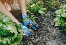 Semana da Agroecologia integra programação das lives da semana. Confira!