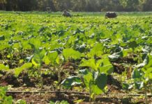 Sustentabilidade no agronegócio deve crescer no pós-pandemia