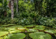 Viagem à Amazônia é prêmio de concurso do Ministério da Educação Amazônia