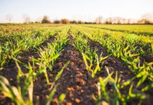 Técnicas de produção orgânica são temas de webinars durante a semana agricultura