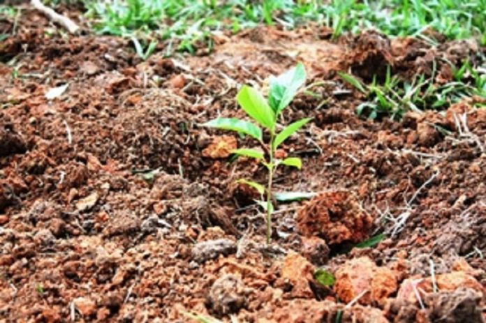 fertilizantes orgânicos
