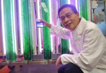 Proteína de microalgas marinhas pode ser novo superalimento do futuro microalgas marinhas produzidas na Flinders University